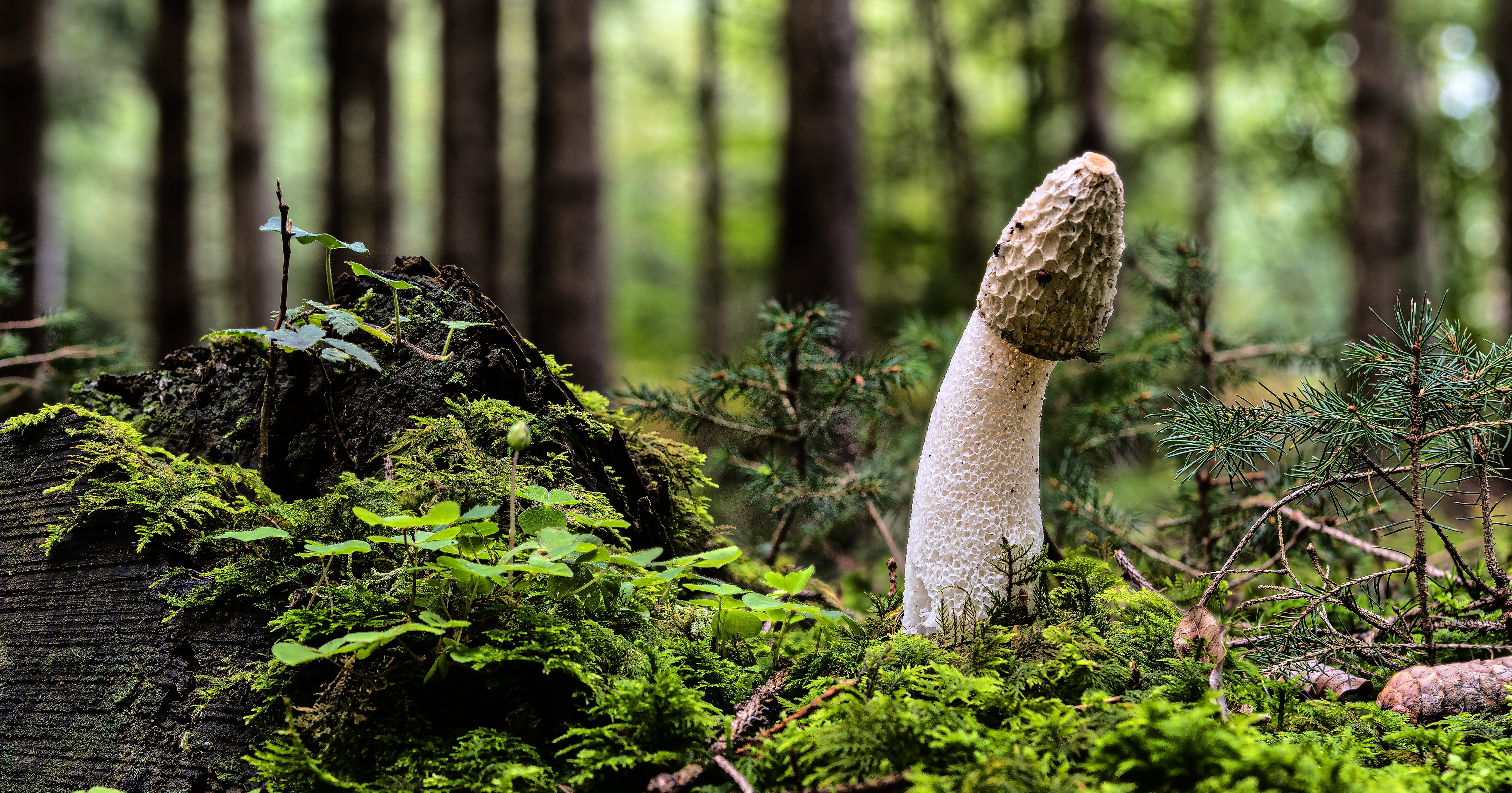 chad ernesti add mushroom head cocks photo