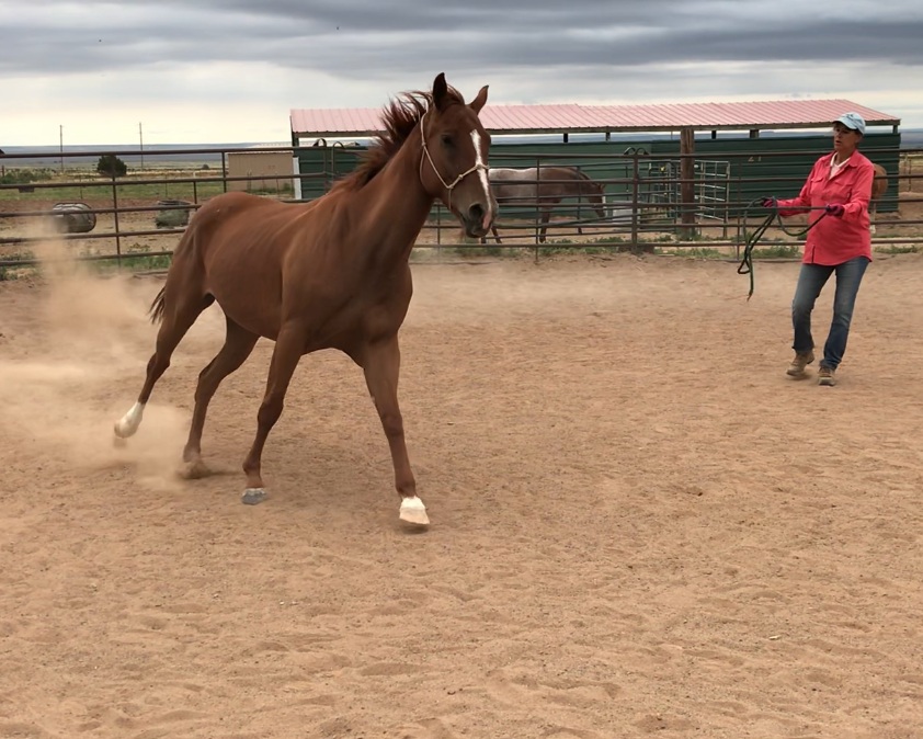 cynthia vanderhorst add mimi the stallion photo