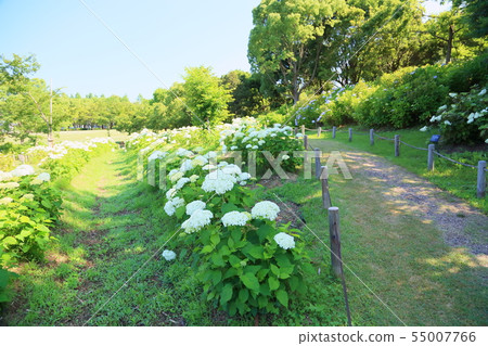 christina tyser add annebelle flowers image