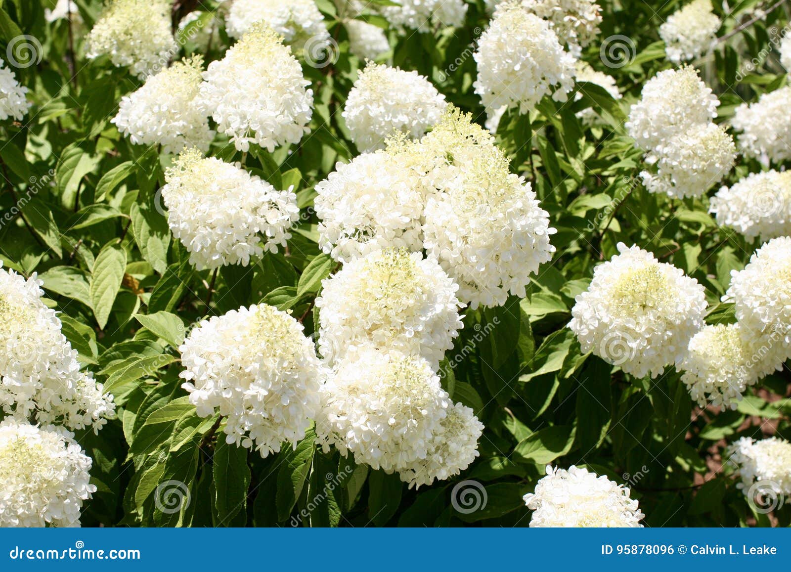 annie mckenna add annebelle flowers image