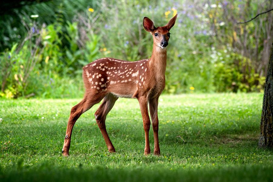 ameer larik add bambi cummins image