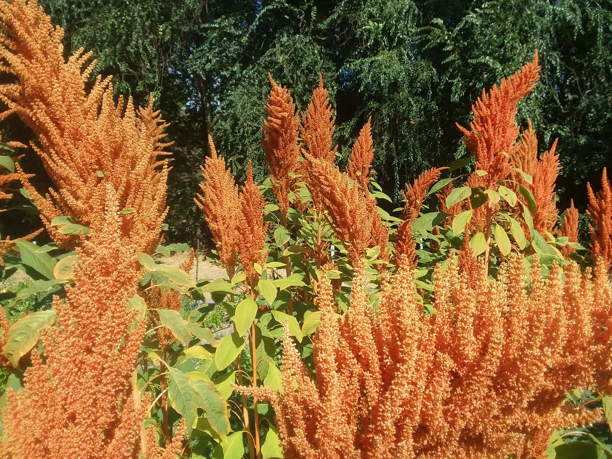 bonn burgos add amaranth porn photo