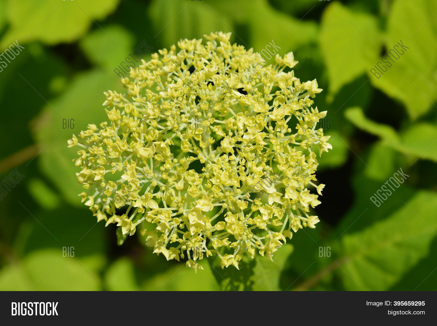 balazs bodnar add annebelle flowers image