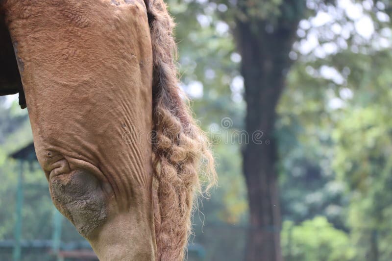 aliyu abubakar add rear view camel toe photo