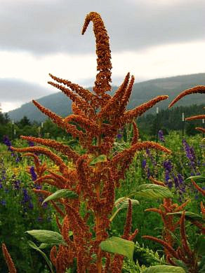 crystal buitron add amaranth porn image