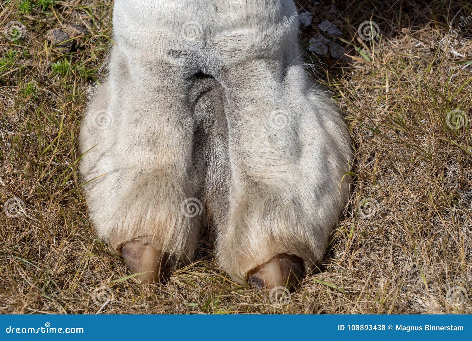 candace dickinson add camel toe closeups image