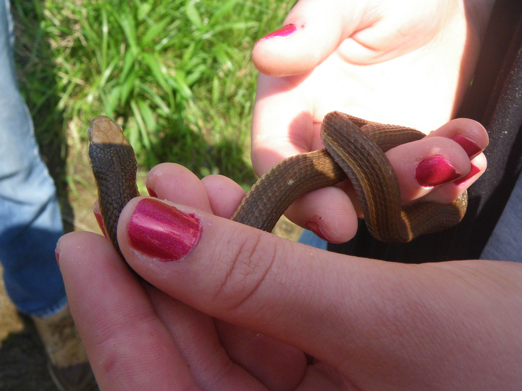 caroline laroche add queensnake nails photo