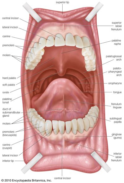 damian bowman add come in mouth image