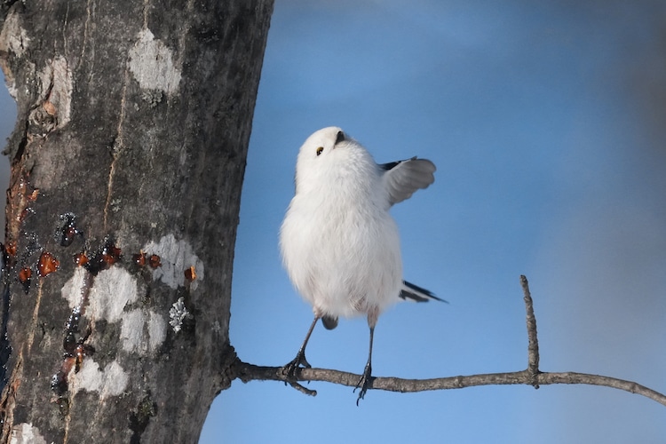 dan pasquarelli add cute japanese tits photo