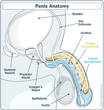 atharva gandhi add male erection pics image