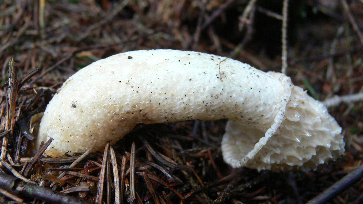 bobby fulks add mushroom head cocks image