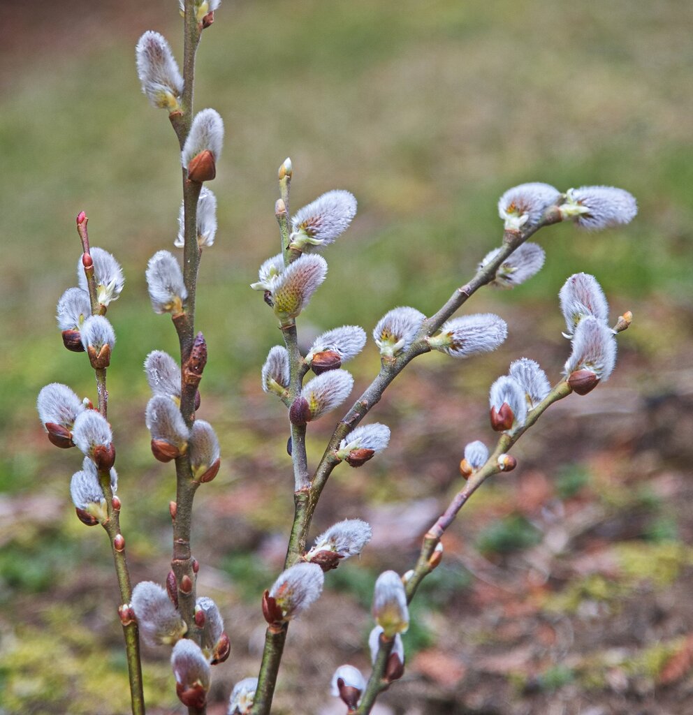 casey stearns add stroking buds photo