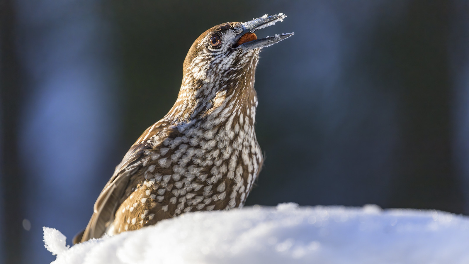 david m arthur add swallow this nut photo