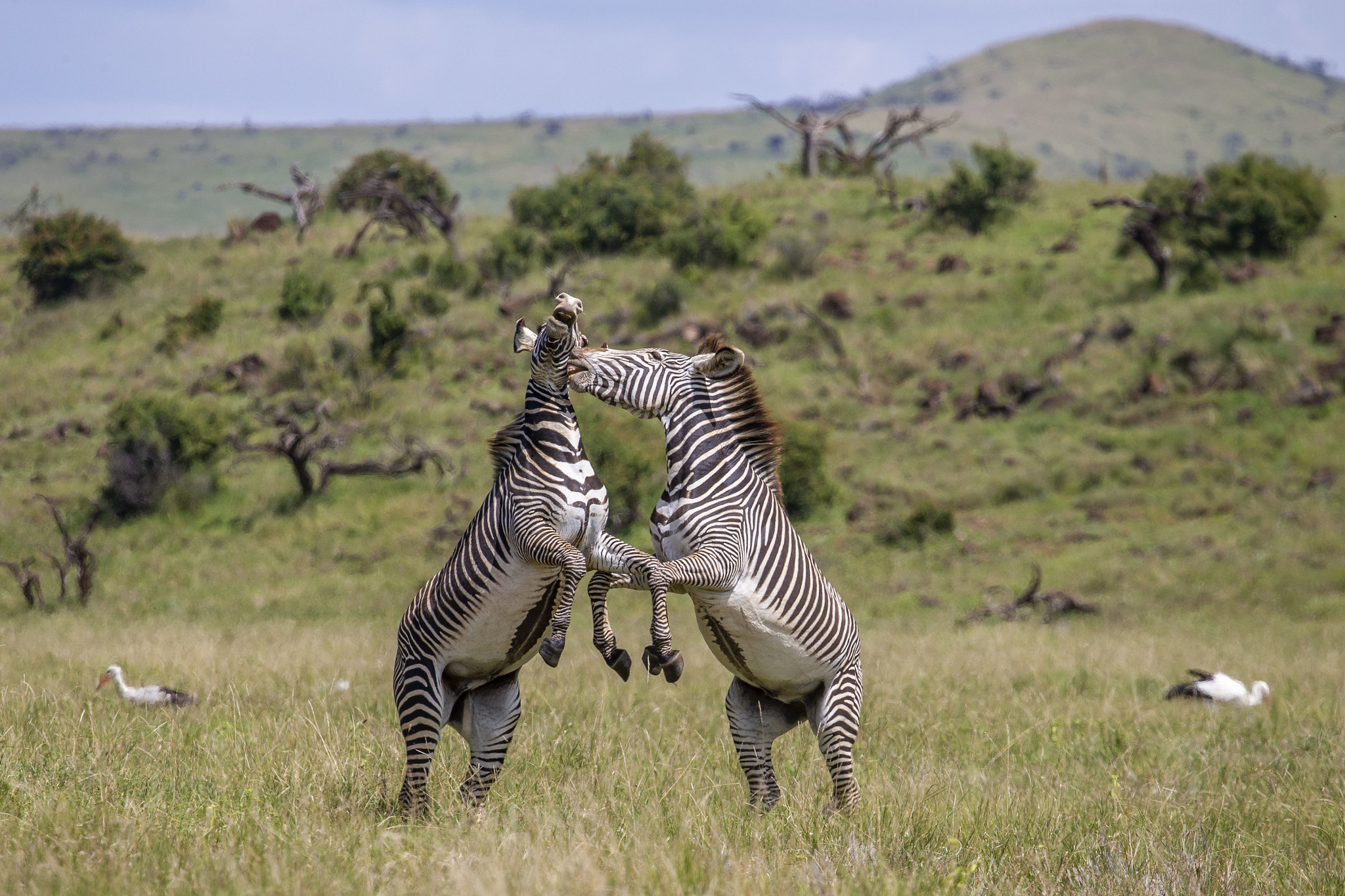 colby york add zebra shaved photo