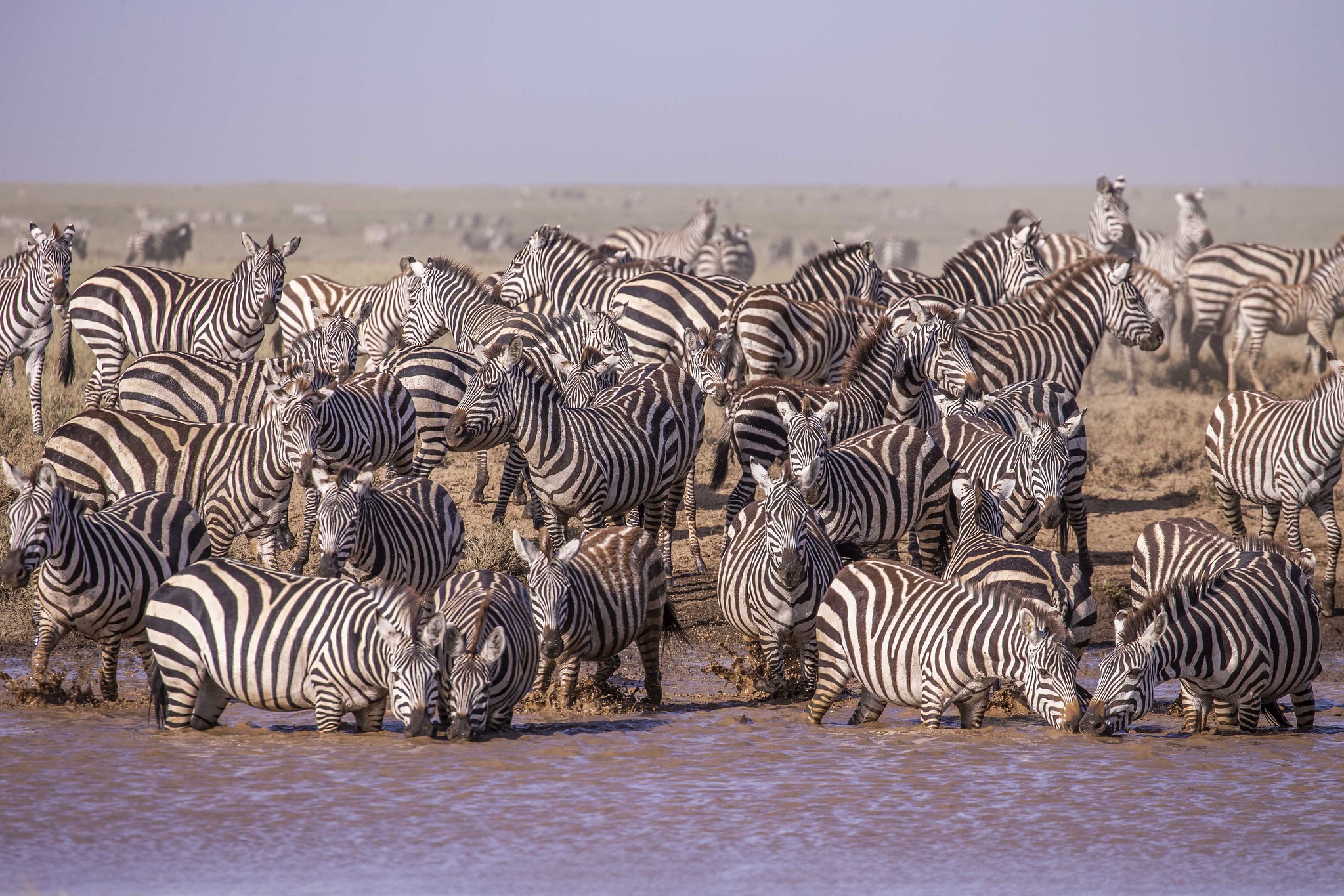 deborah gustaf add zebra shaved photo