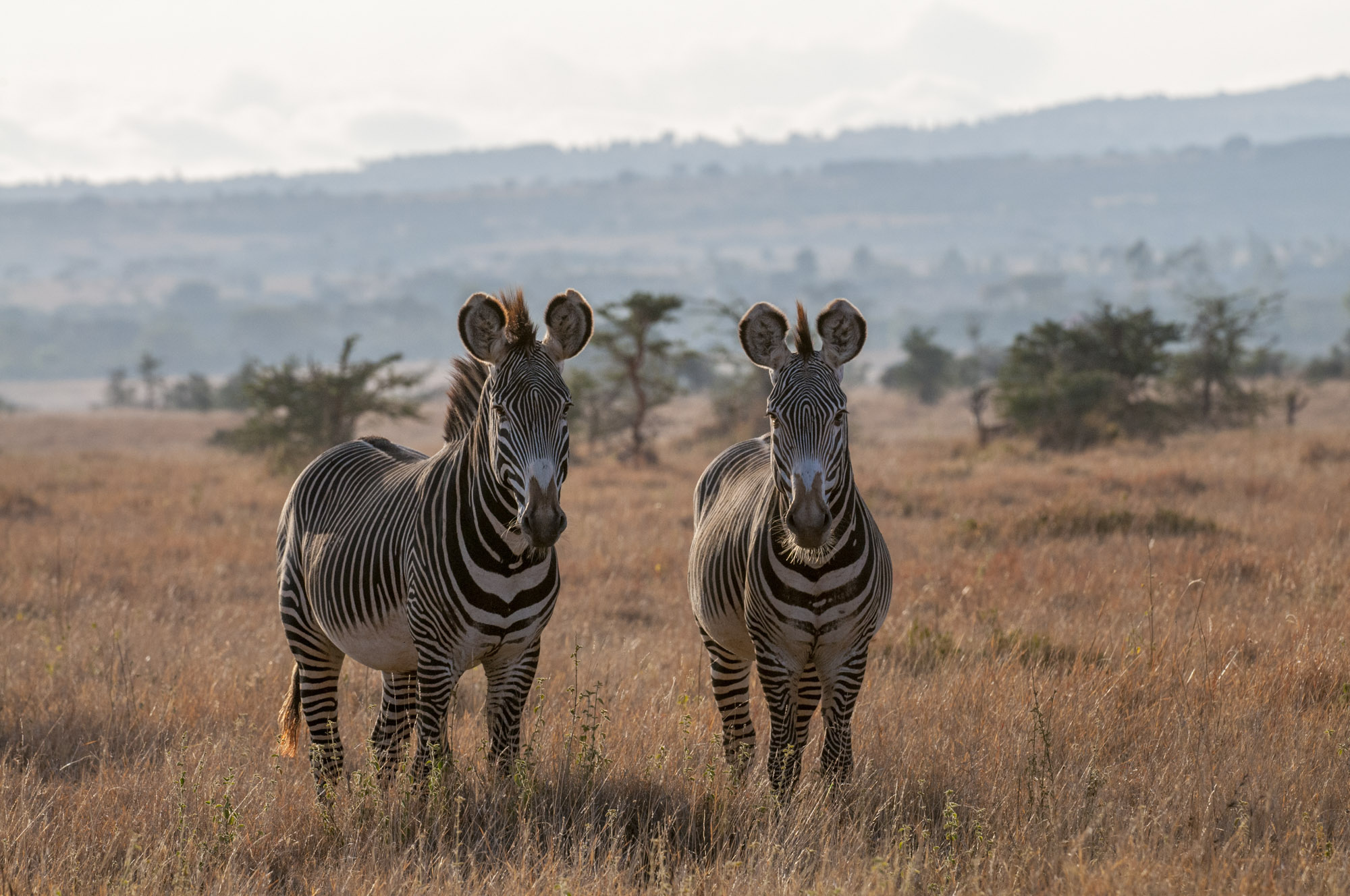 doris andelin add zebra shaved photo